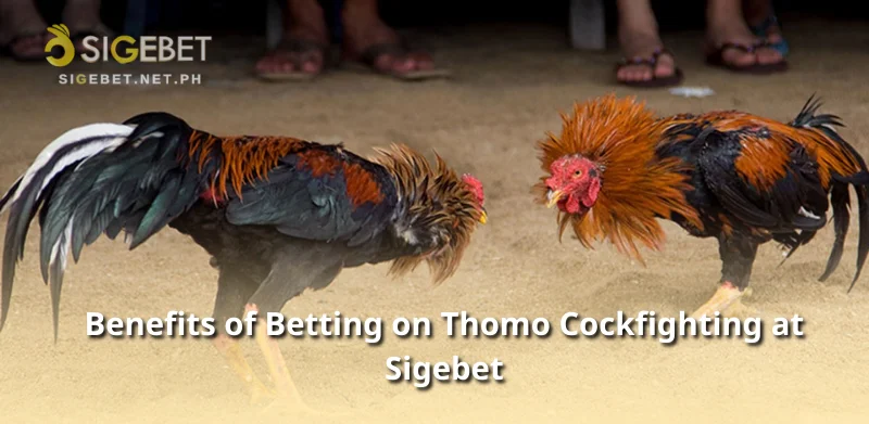 Benefits of Betting on Thomo Cockfighting at Sigebet