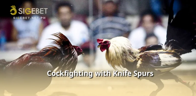 Cockfighting with Knife Spurs