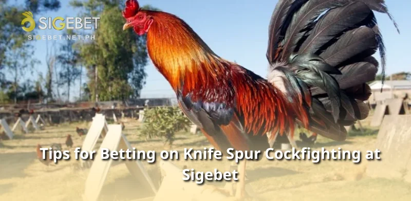 Tips for Betting on Knife Spur Cockfighting at Sigebet