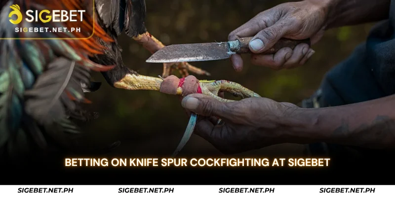 betting on knife spur cockfighting at sigebet