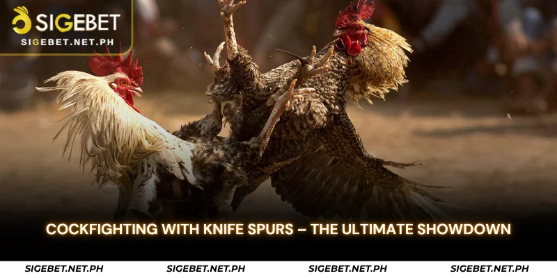 cockfighting with knife spurs