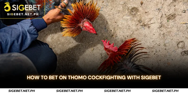 how to bet on thomo cockfighting with sigebet