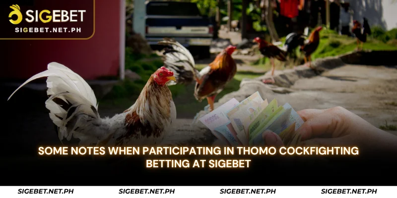 some notes when participating in thomo cockfighting betting at sigebet