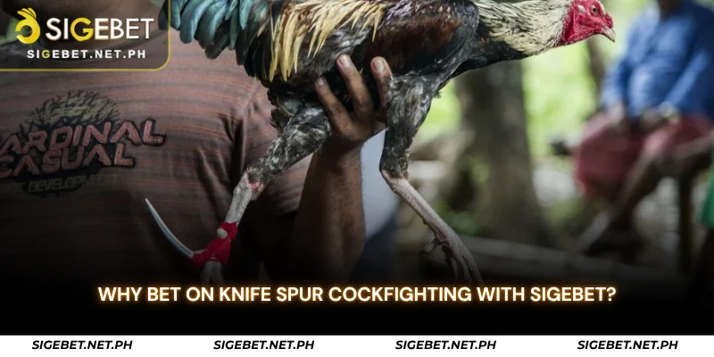 why bet on knife spur cockfighting with sigebet